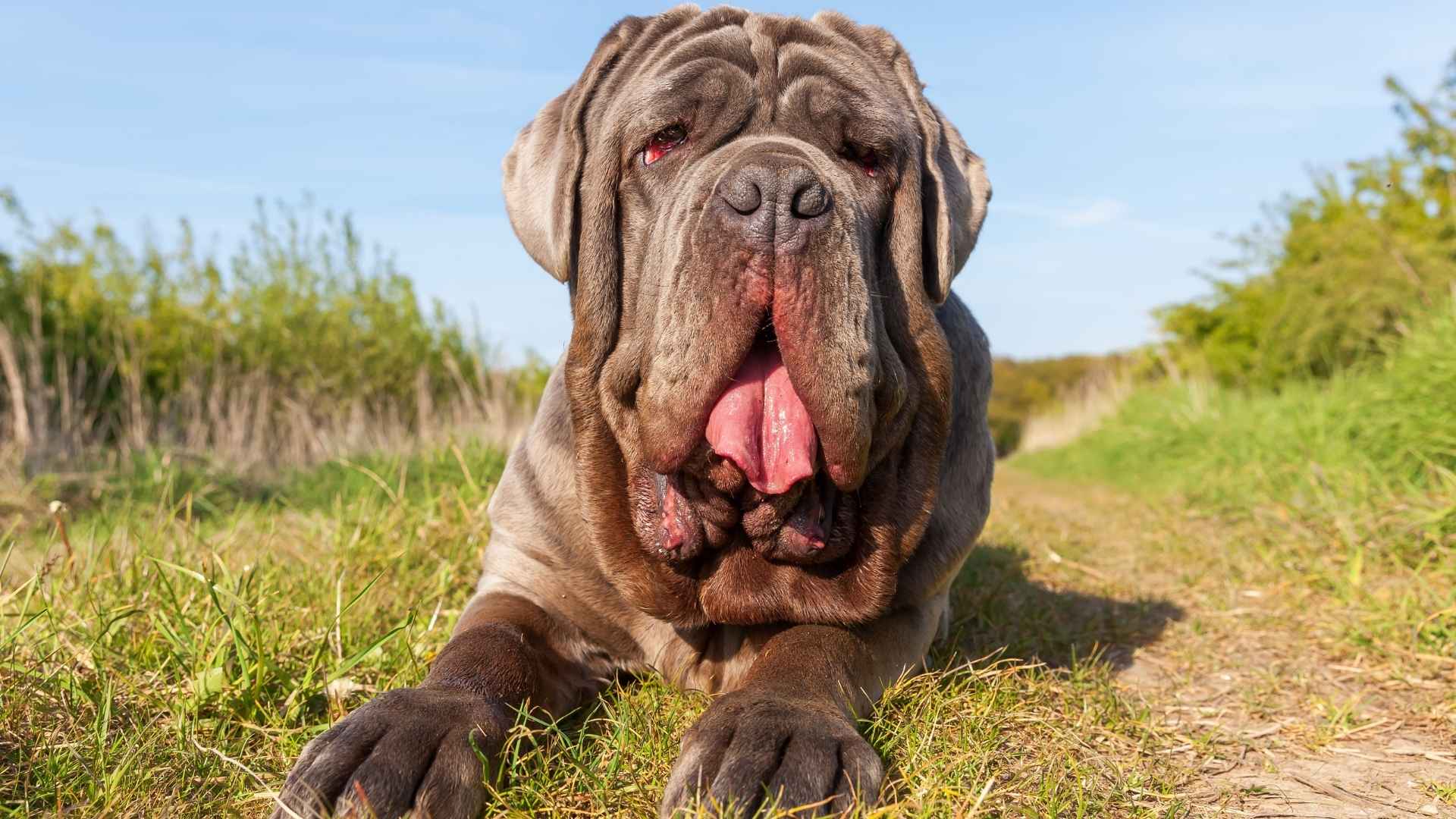 Rarest Mastiff Dog Breeds