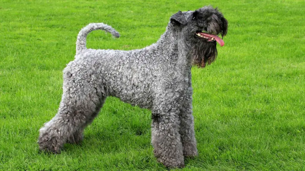 Rarest Terrier Dog Breeds