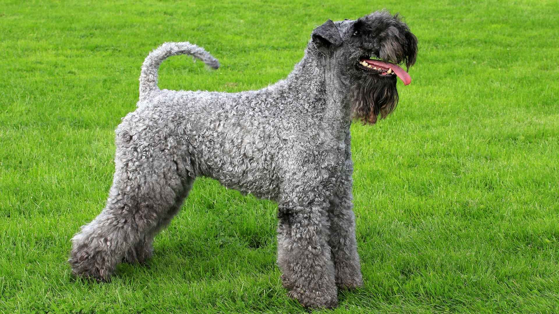 Rarest Terrier Dog Breeds