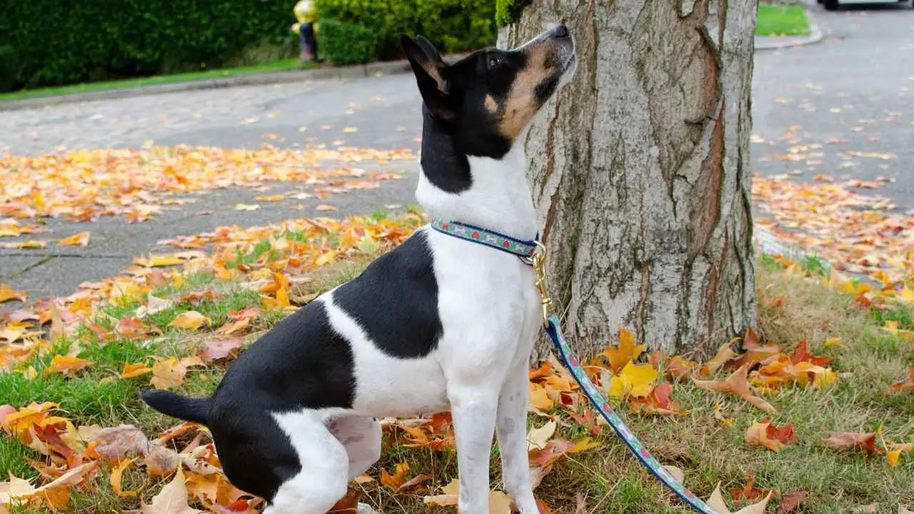 Rat Terrier