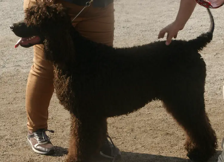 cane spaniel d'acqua