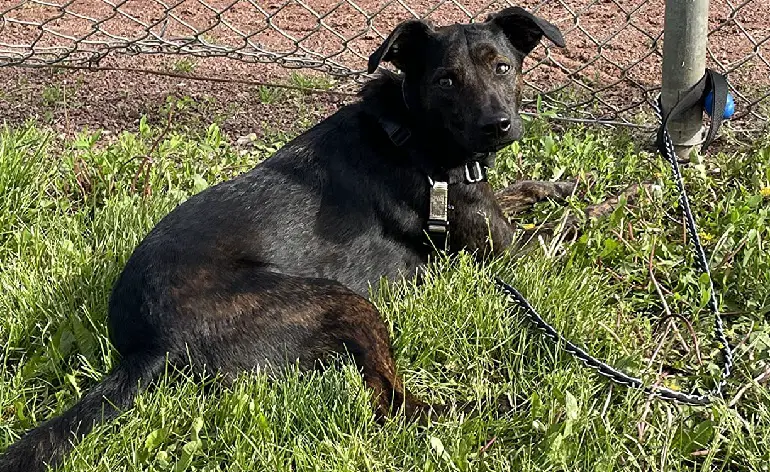 il miglior guinzaglio per cani da masticare