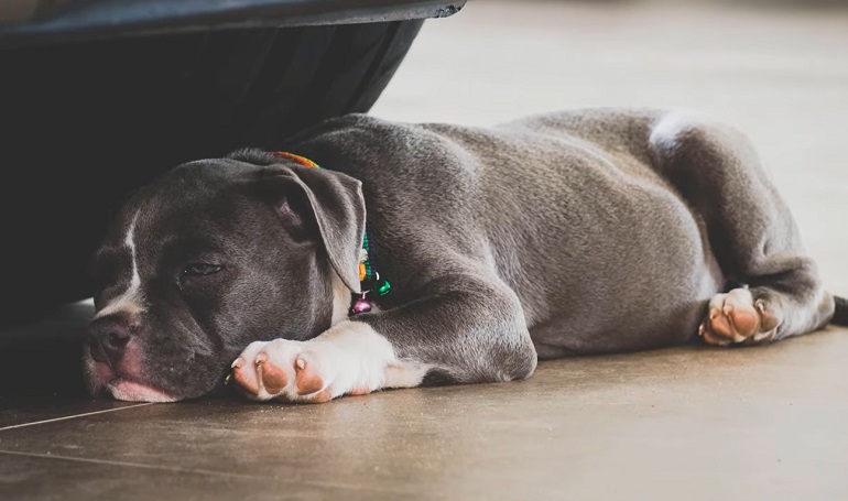 cuccioli di pitbull naso blu