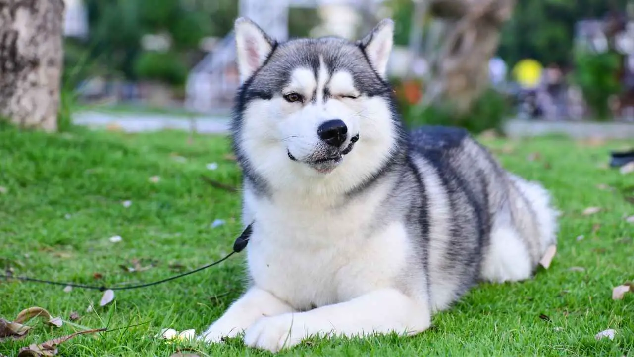 Husky siberiano