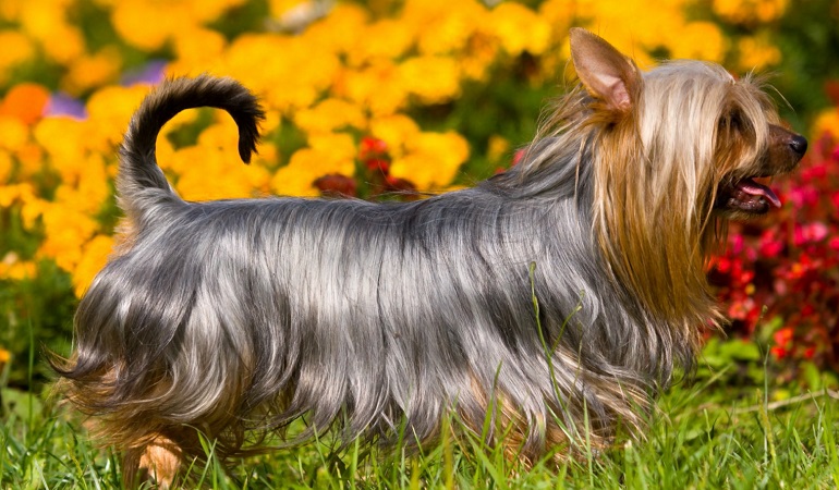 cani Silky Terrier