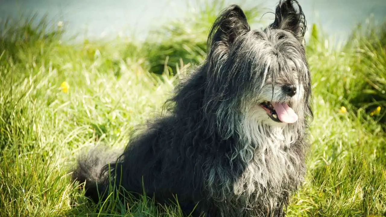 Skye Terrier