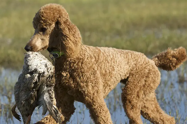 cucciolo di spaniel d'acqua irlandese