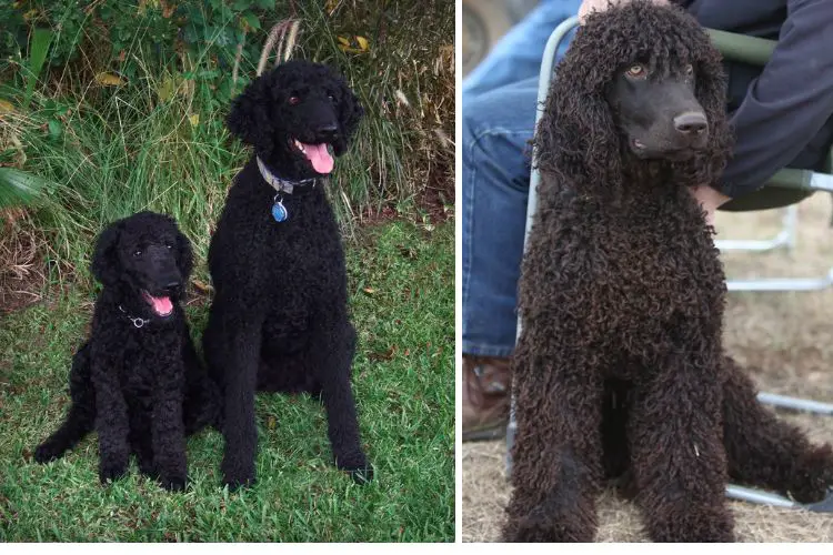 cucciolo di water spaniel irlandese