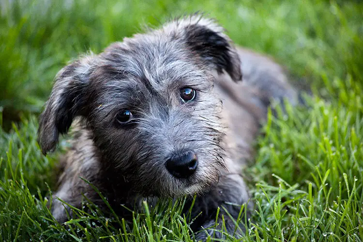 Cucciolo di Glen of Imaal Terrier