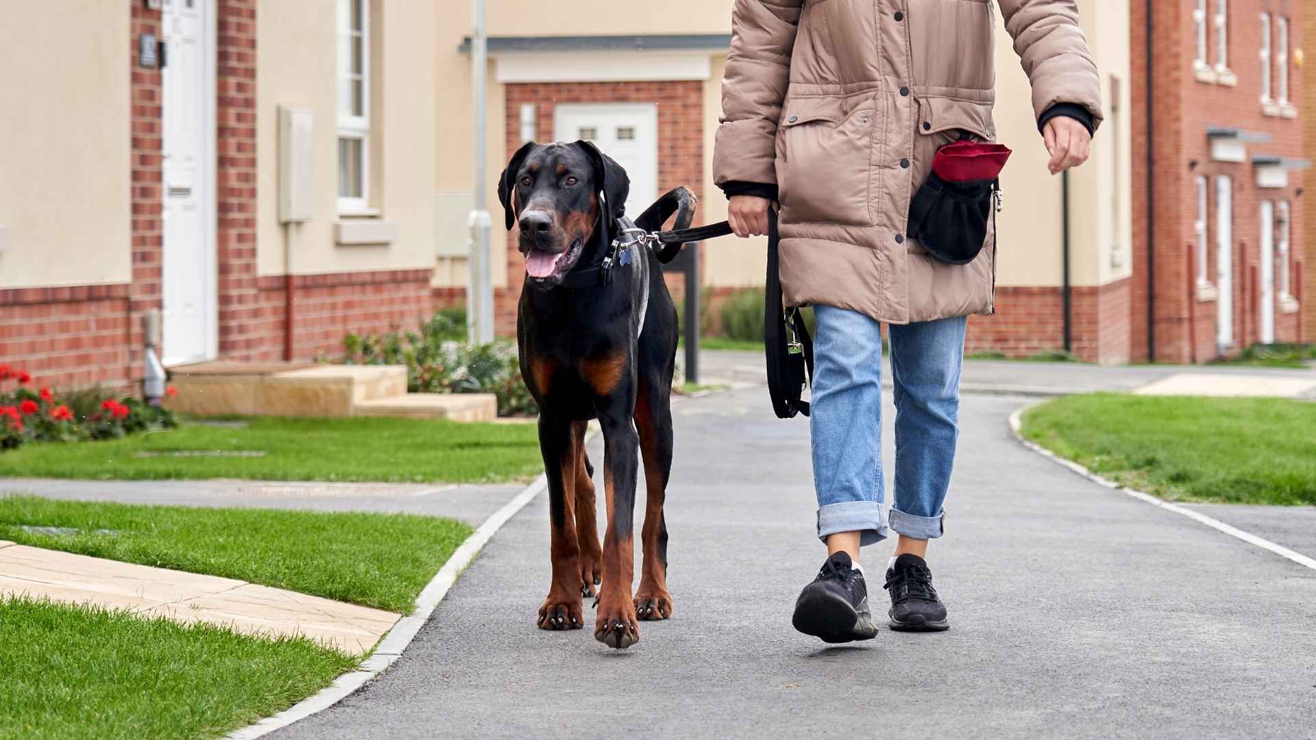 Things Only Doberman Owners Will Understand