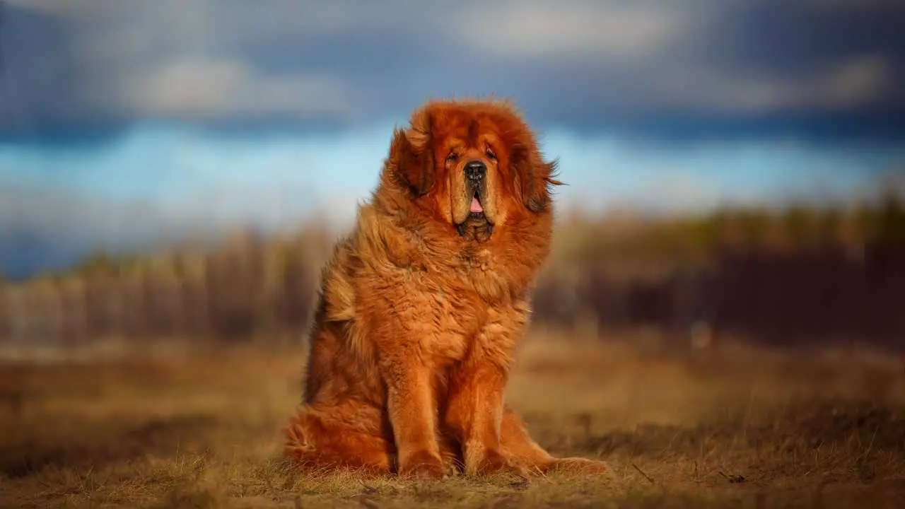 Mastino tibetano