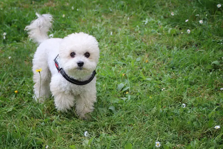 cucciolo di barboncino toy bianco