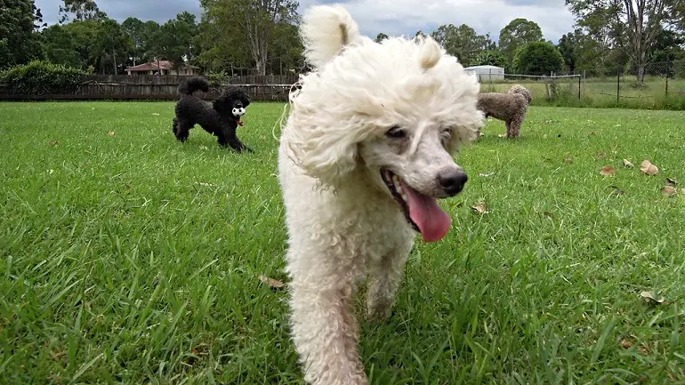 cuccioli di barboncino