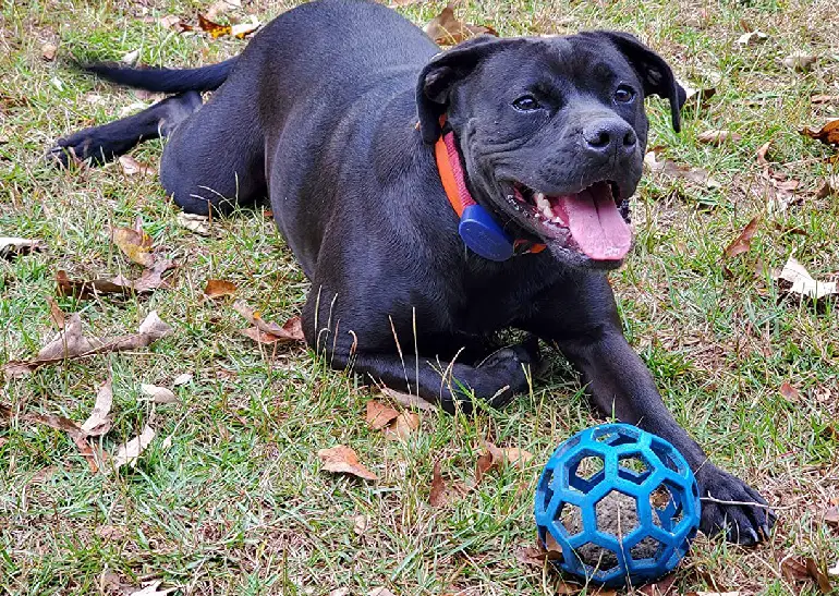 installare un recinto sotterraneo per cani