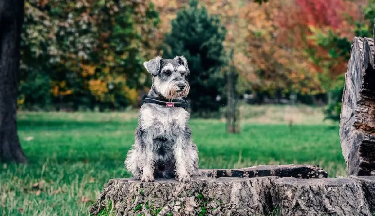 Schnauzer a pelo duro
