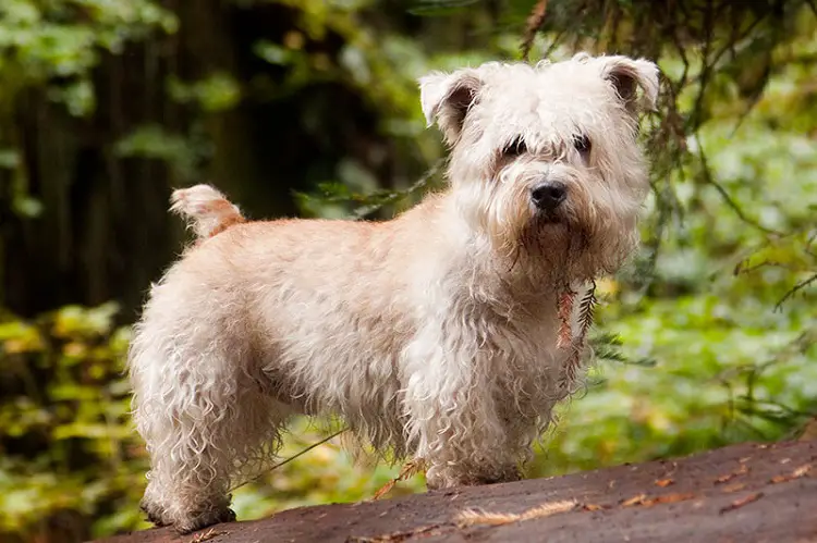 trasforma il cane allo spiedo