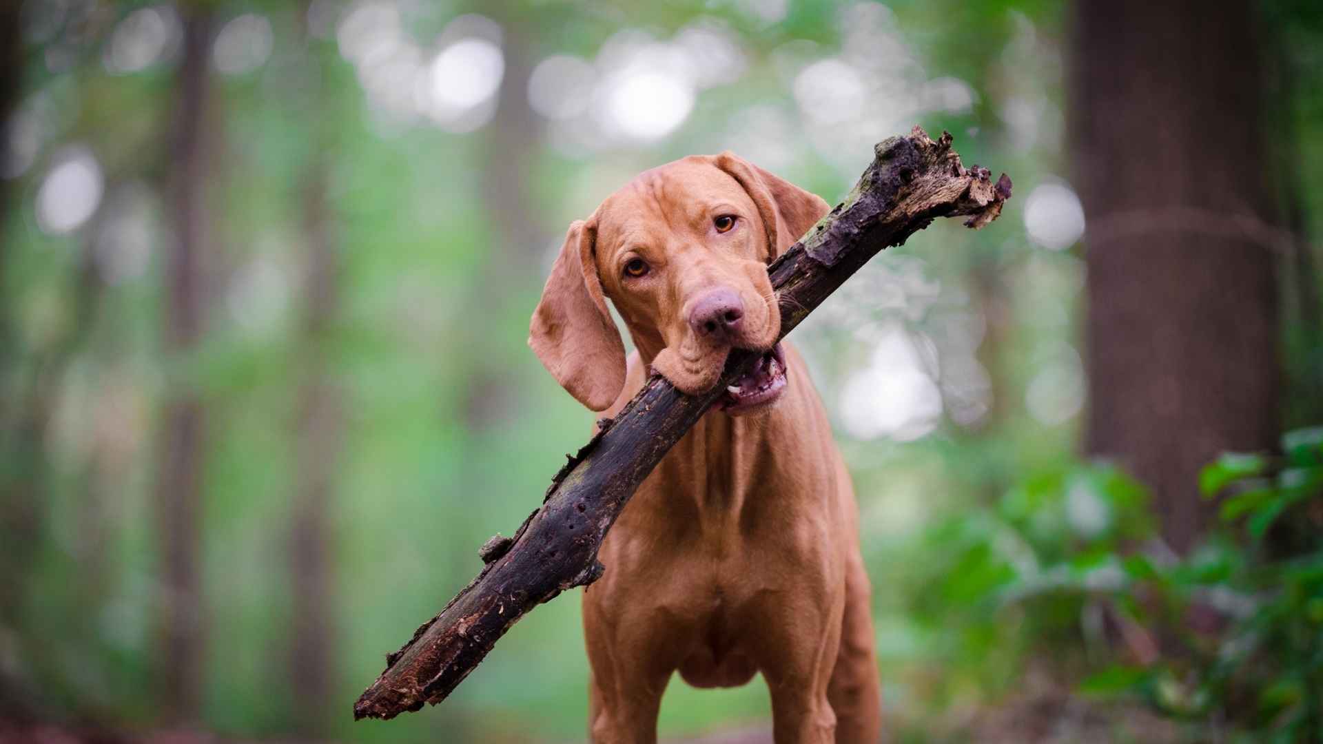 Types of Hounds