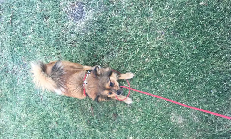 guinzagli per cani che masticano