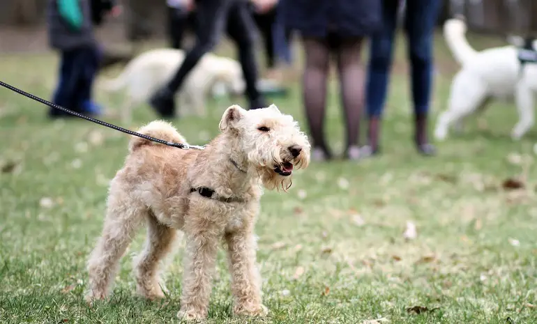 addestramento alla socializzazione per cani