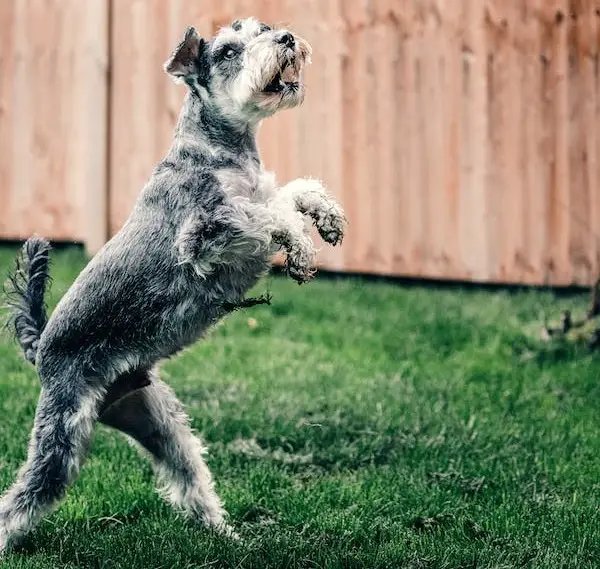 fegato parti schnauzer
