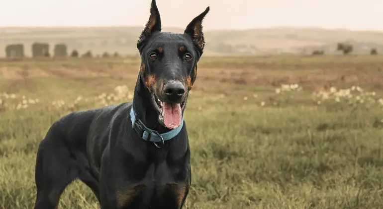 doberman forte
