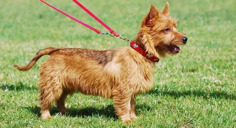 mix di yorkie australian terrier