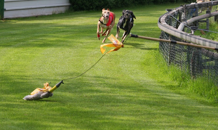 le corse dei cani sono legali