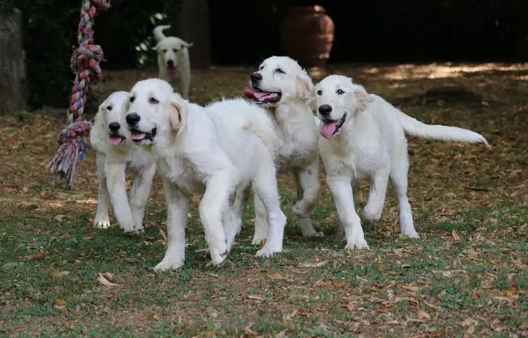 addestramento alla socializzazione del cane