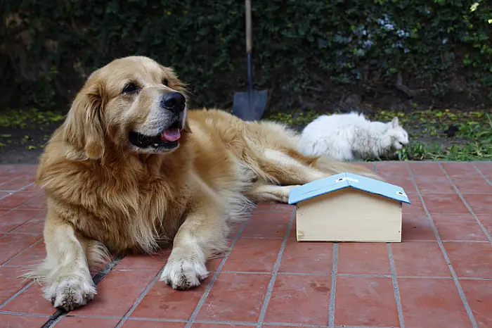 cane che piagnucola