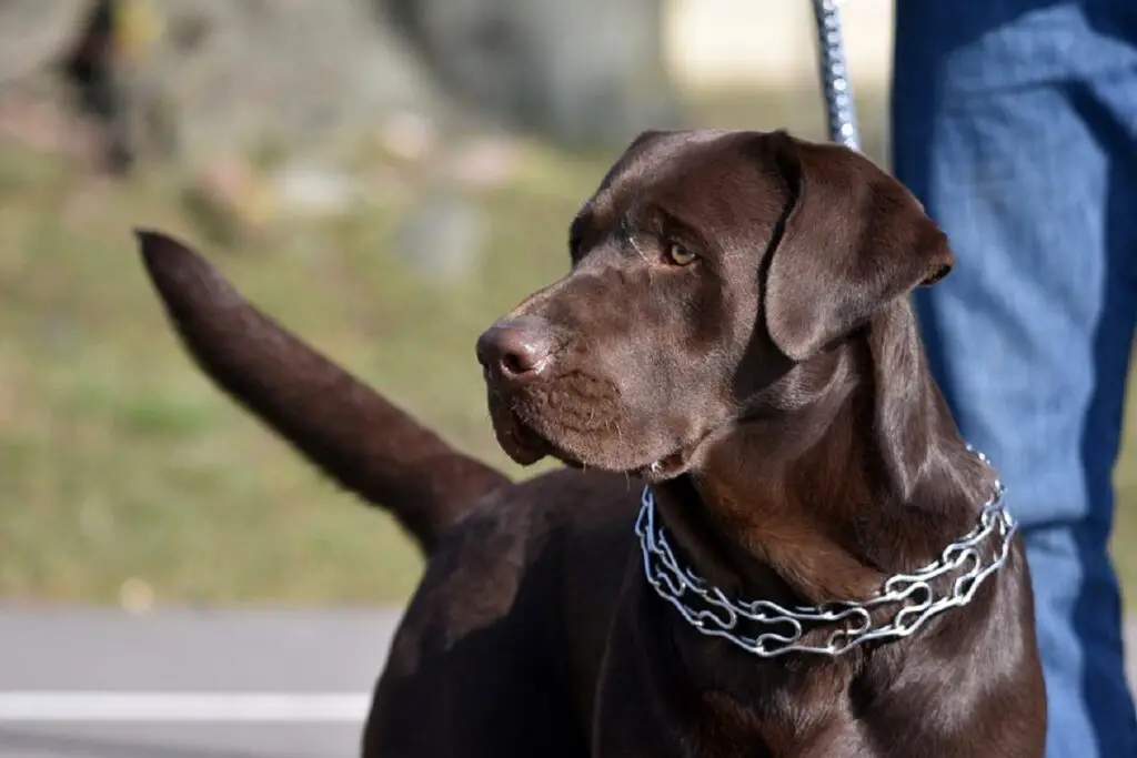 come mettere il collare a punta sul cane