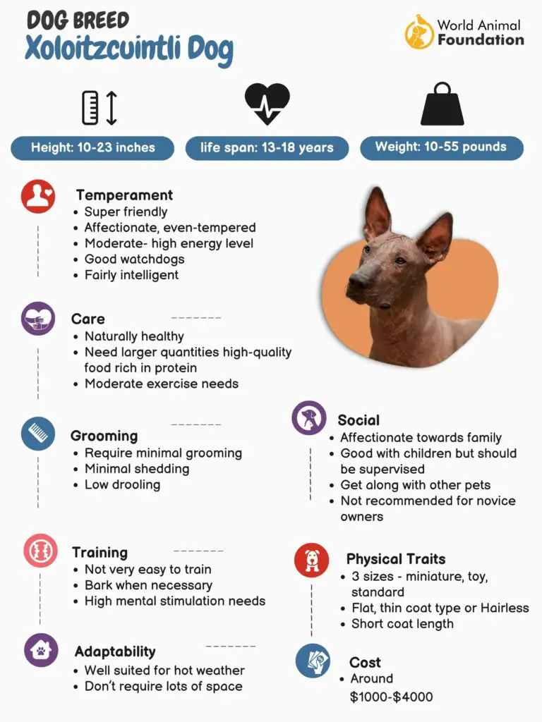 Xoloitzcuintli 