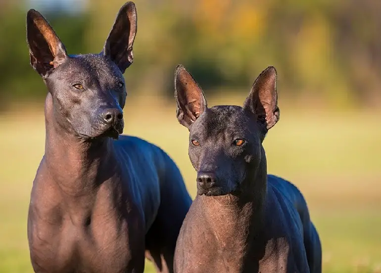 xoloitzcuintle