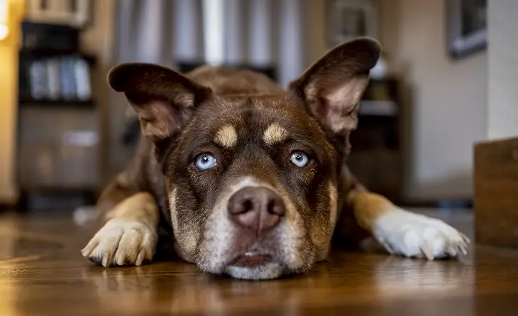 come impedire a un cucciolo di piagnucolare