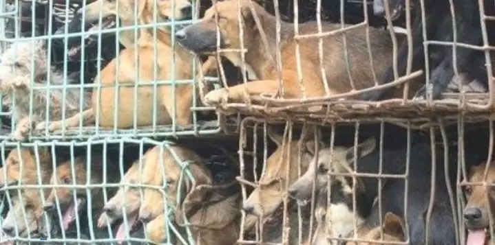 festival della carne di cane yulin 2021