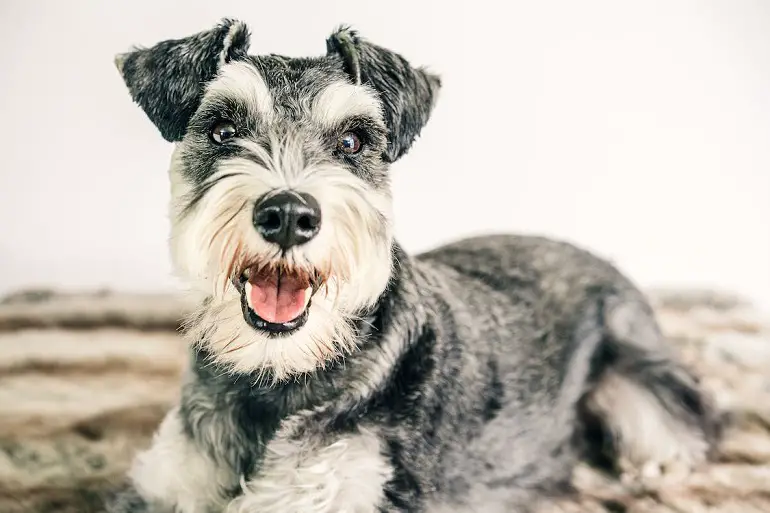 partito schnauzer
