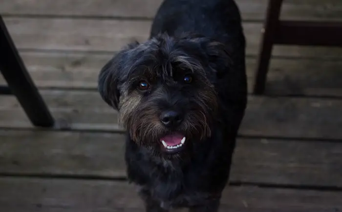 Cuccioli di Bouvier des Flandres