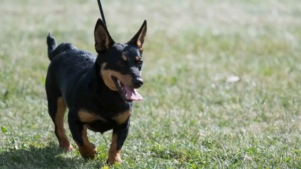 Heeler del Lancashire