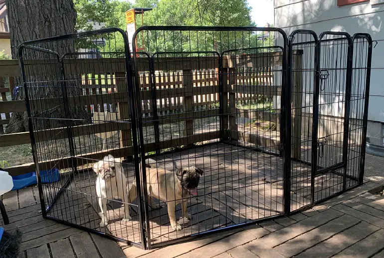 best dog fence review