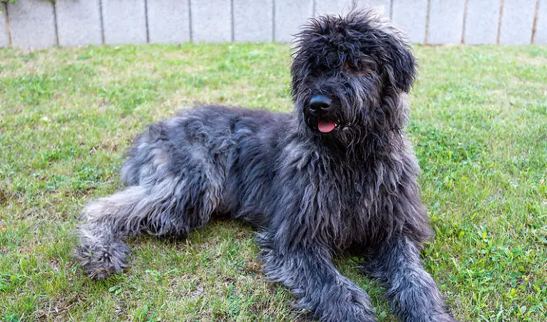 razze di cani bouvier des flandres
