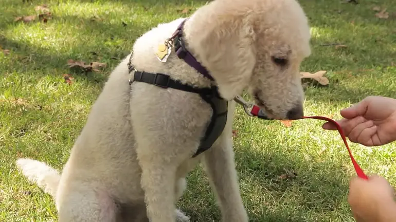 come va una pettorina per cani?