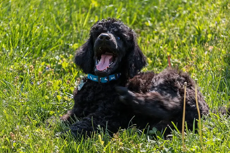 spaniel d'acqua irlandese ipoallergenico