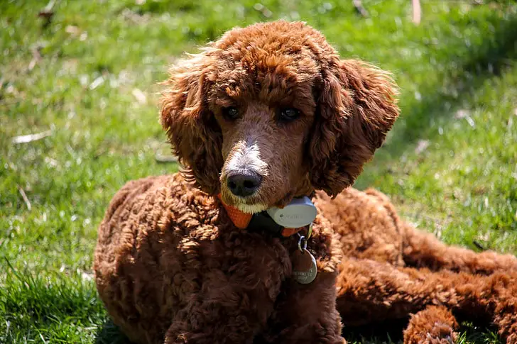 Salvataggio dell'Irish Water Spaniel