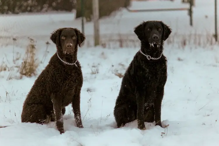 Allevatori di Water Spaniel irlandesi