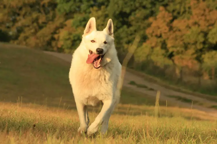 quanti cani negli Stati Uniti