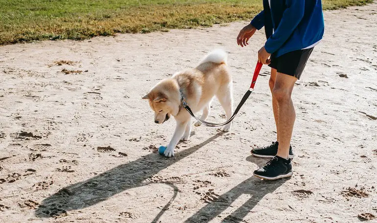 socializzare un cane anziano