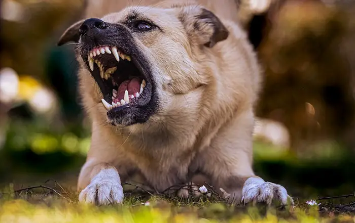 Aggressività del cane dopo la castrazione