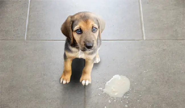 il comportamento del cane cambia dopo la castrazione