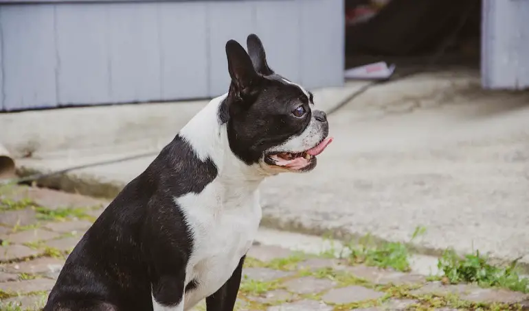 Razza di cane Bulldog inglese 