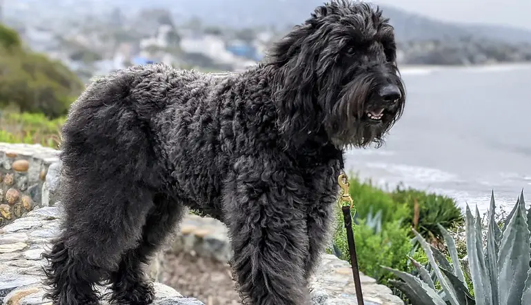 cani Bouvier de Flandres
