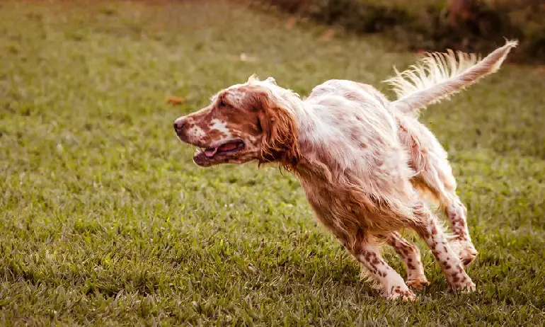 muta del setter inglese
